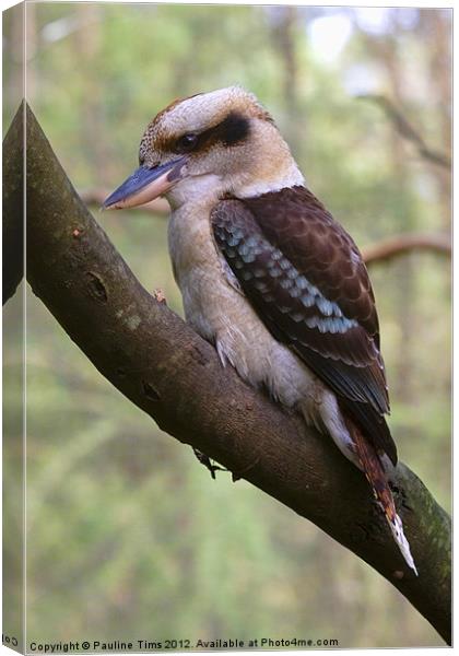 Kookaburra Canvas Print by Pauline Tims