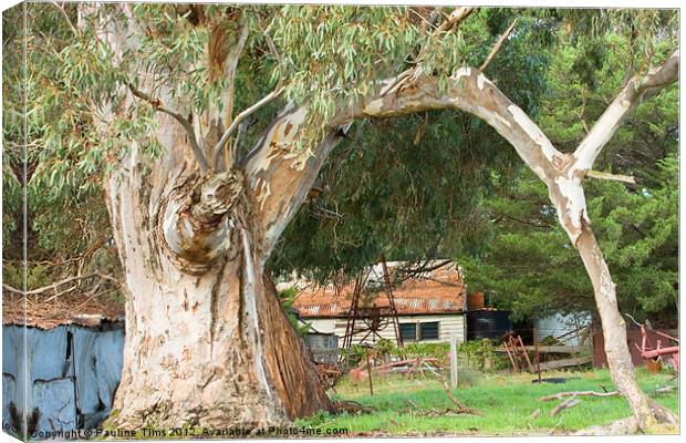 The Old Gum Tree Canvas Print by Pauline Tims