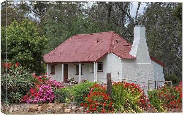Vignerons Cottage Tahbilk Winery Canvas Print by Pauline Tims