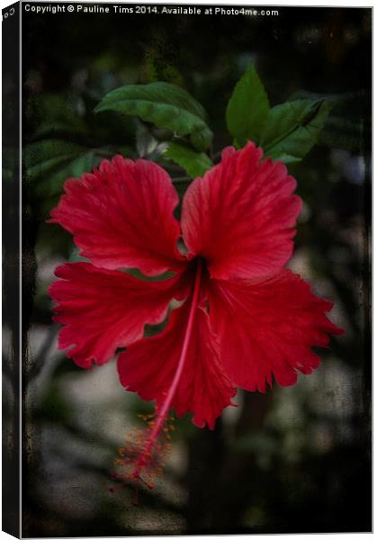 Red Splendour 2 Canvas Print by Pauline Tims