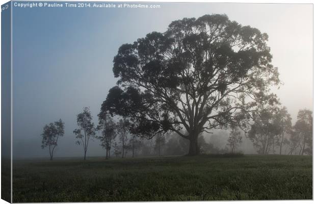  Gum Tree in the Mist at Yan Yean Canvas Print by Pauline Tims