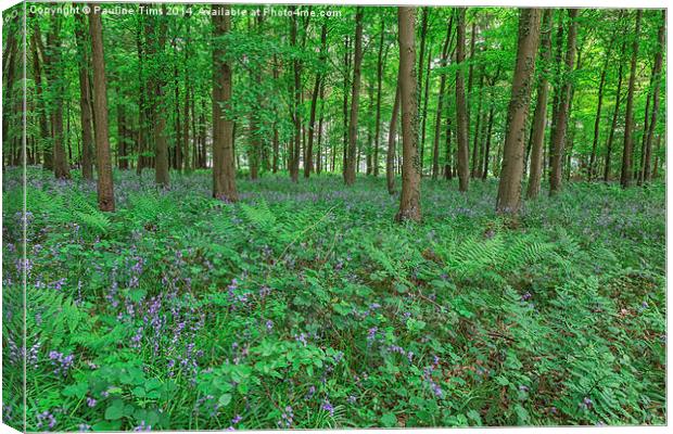  Blubell Wood, near Broadway Gloucestershire UK Canvas Print by Pauline Tims