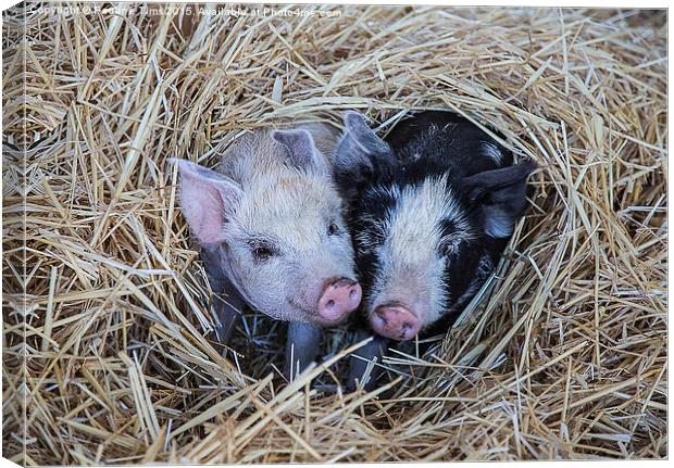 Two Little Pigs Canvas Print by Pauline Tims
