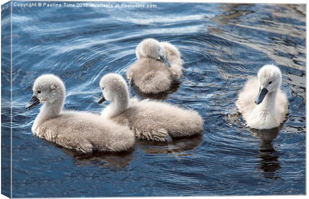  Cygnets Canvas Print by Pauline Tims