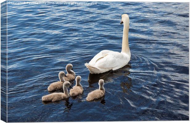  The Swan Family Canvas Print by Pauline Tims