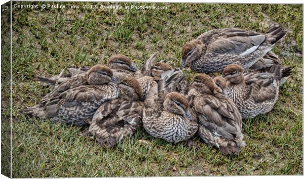 Quackers Canvas Print by Pauline Tims