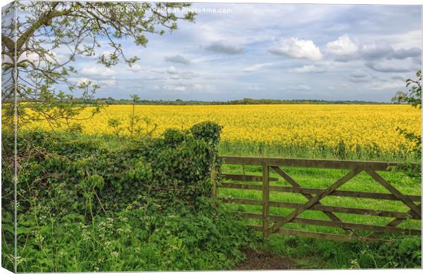 Essex Countryside Canvas Print by Pauline Tims