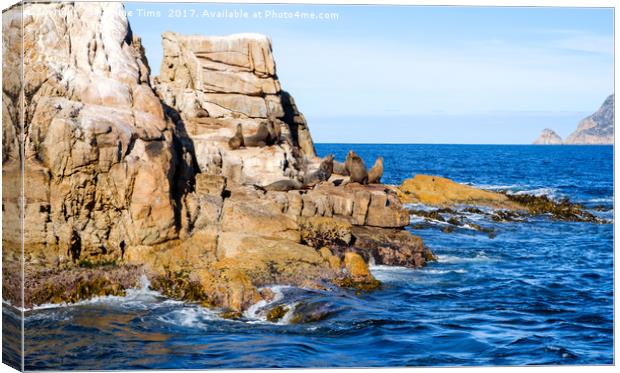 Seal Rock, Wine Glass Bay, Tasmania, Australia Canvas Print by Pauline Tims