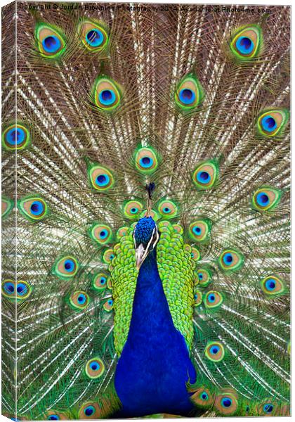 Peacock Symmetry Canvas Print by Jordan Browning Photo