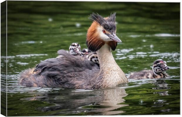 Animal bird Canvas Print by Alan Strong