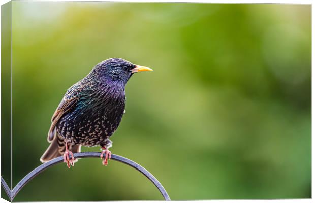 Starling Canvas Print by Alan Strong