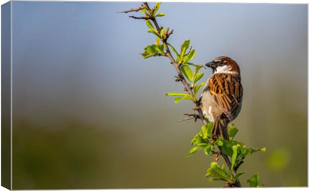 Male sparrow  Canvas Print by Alan Strong