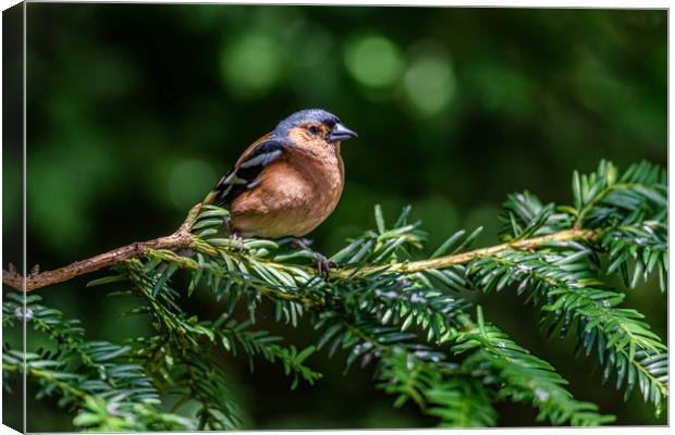Chaffinch in the trees Canvas Print by Alan Strong