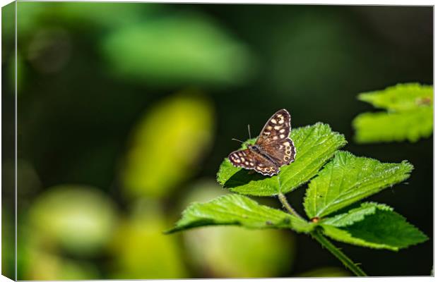Duke of Burgundy Butterfly  Canvas Print by Alan Strong