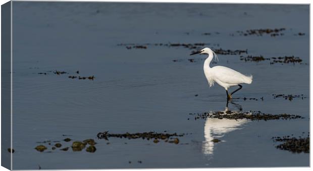 Little egret walking Canvas Print by Alan Strong
