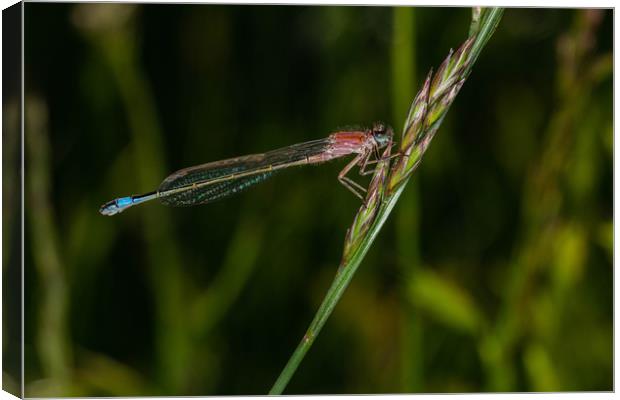 Southern Damselfly  Canvas Print by Alan Strong