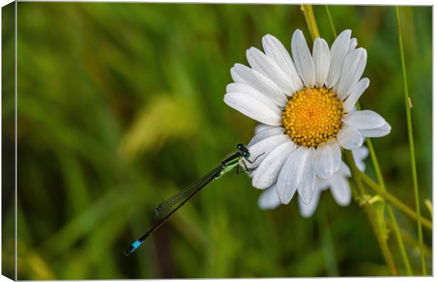 Damselfly resting on a daisy in a meadow Canvas Print by Alan Strong