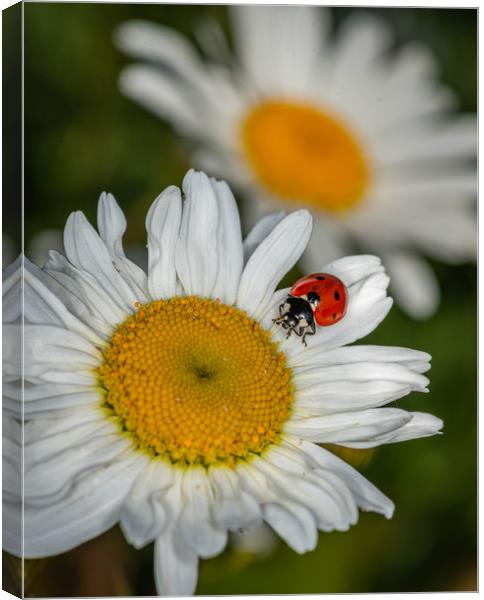 Ladybird on a daisy Canvas Print by Alan Strong