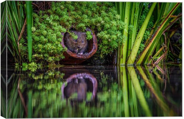 Water vole Canvas Print by Alan Strong
