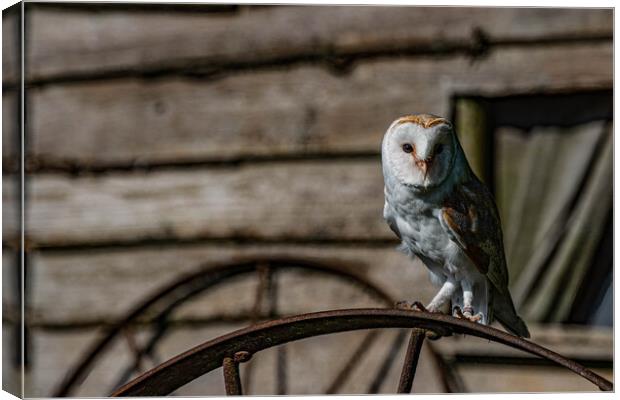 Waiting Canvas Print by Alan Strong