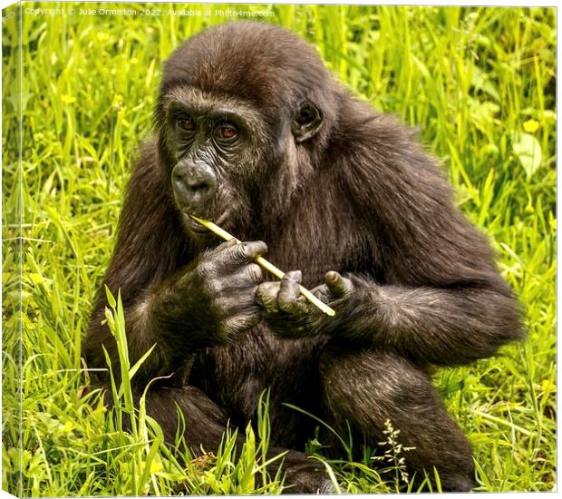 Silverback Gorilla Youngster Canvas Print by Julie Ormiston