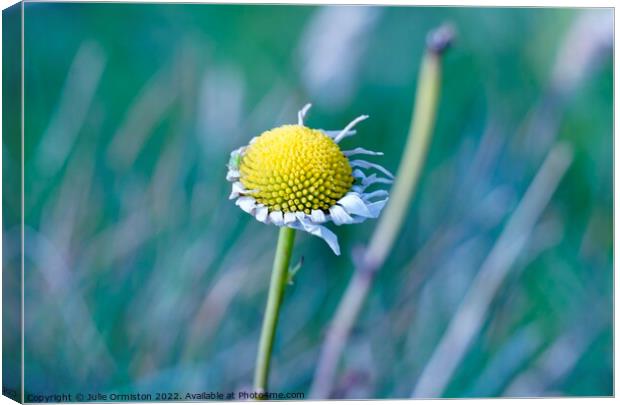 Blown Away Canvas Print by Julie Ormiston