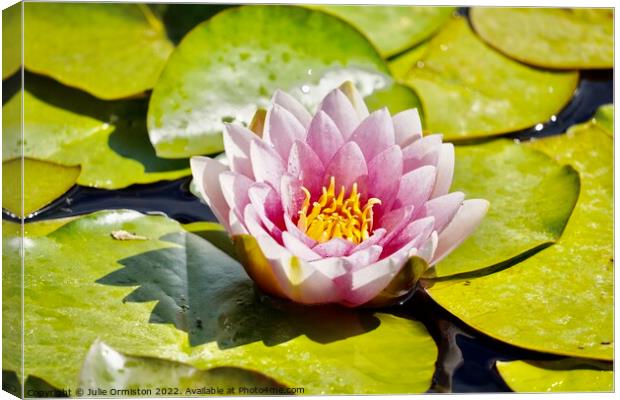 Pink Water Lily Canvas Print by Julie Ormiston