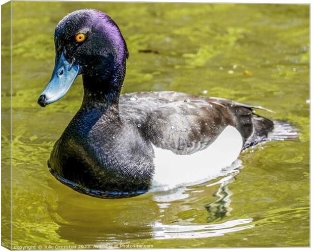 Tufted Diving Duck Canvas Print by Julie Ormiston