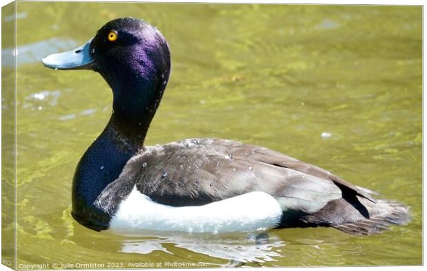 Tufted Diving Duck Canvas Print by Julie Ormiston