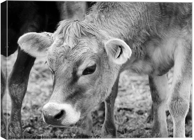 Jersey Cow Canvas Print by Julie Ormiston