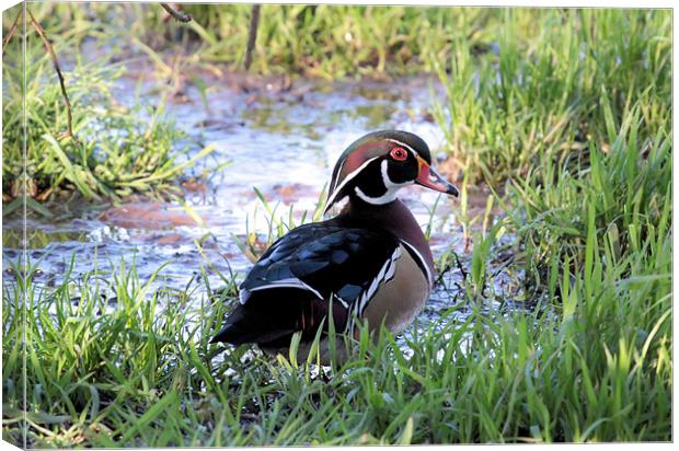 American Wood Duck Canvas Print by Julie Ormiston