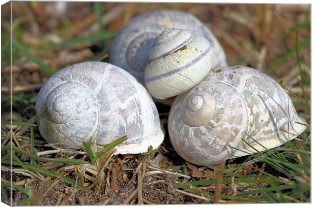 Sand Dunes Seashells Canvas Print by Julie Ormiston