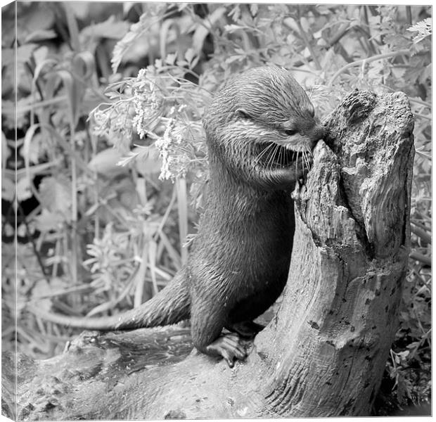 Curiousity! Canvas Print by Julie Ormiston