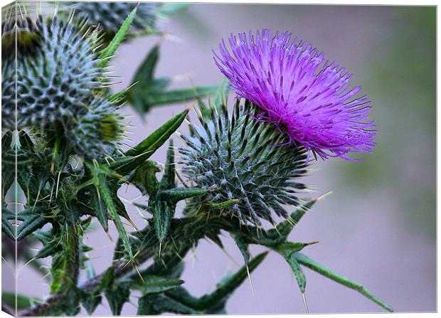 My Scotland Canvas Print by Julie Ormiston