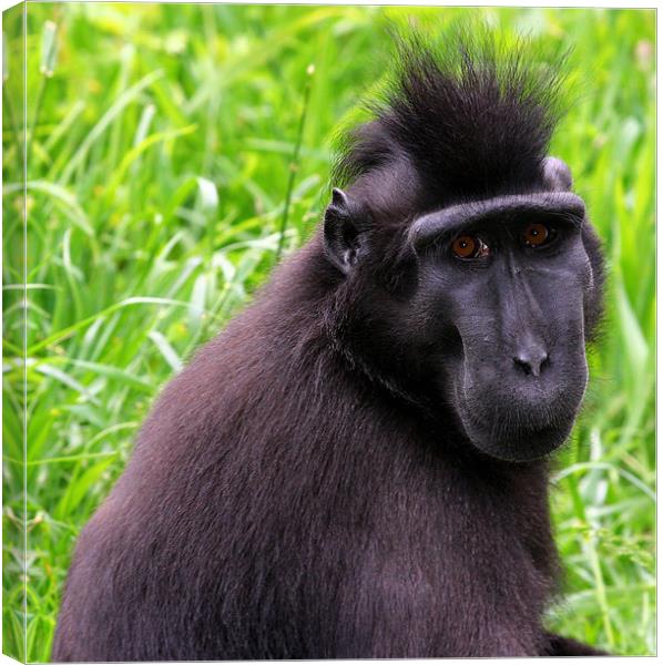 Sula wesi black crested macaque Canvas Print by Julie Ormiston
