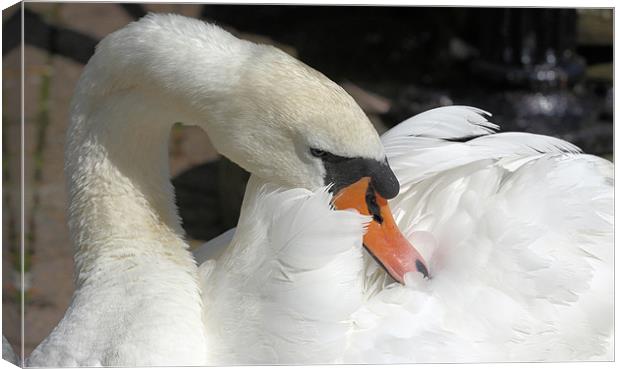 Swan Canvas Print by Julie Ormiston