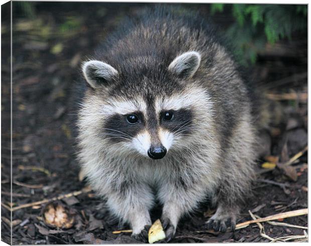 Racoon Youngster Canvas Print by Julie Ormiston