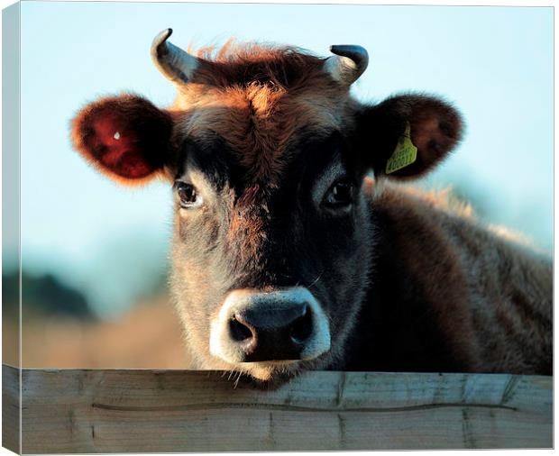 Young  Female Jersey Moo Canvas Print by Julie Ormiston