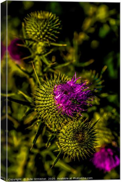 Beginning to Bloom. Canvas Print by Julie Ormiston