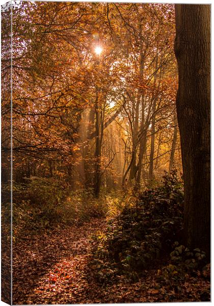 In to the Woods Canvas Print by Tom Hard