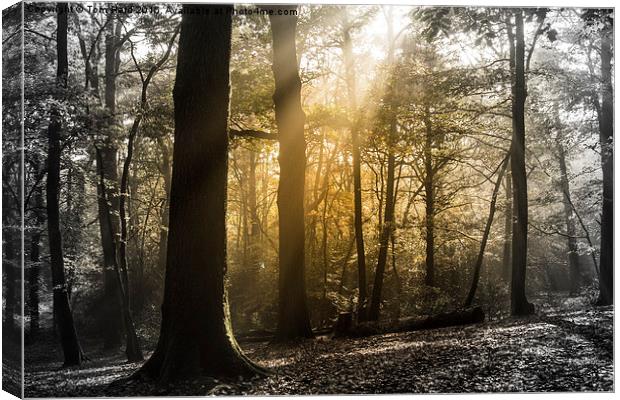  Step into the Light Canvas Print by Tom Hard