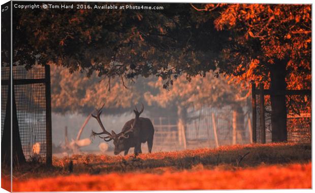 Autumn Stag Canvas Print by Tom Hard