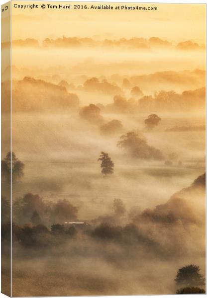 Misty Morning Canvas Print by Tom Hard