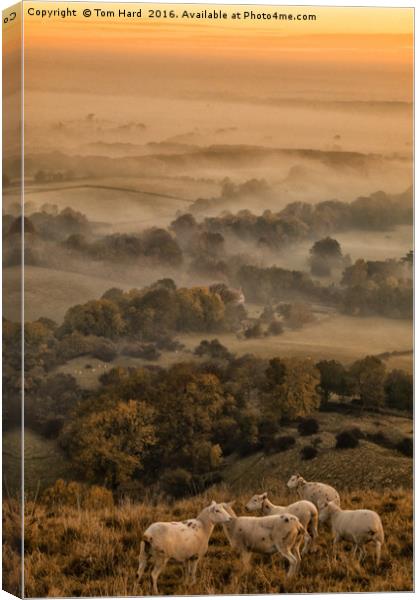 Sheep in the Mist Canvas Print by Tom Hard
