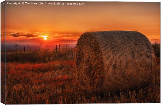 Sunset on the South Downs Canvas Print by Tom Hard