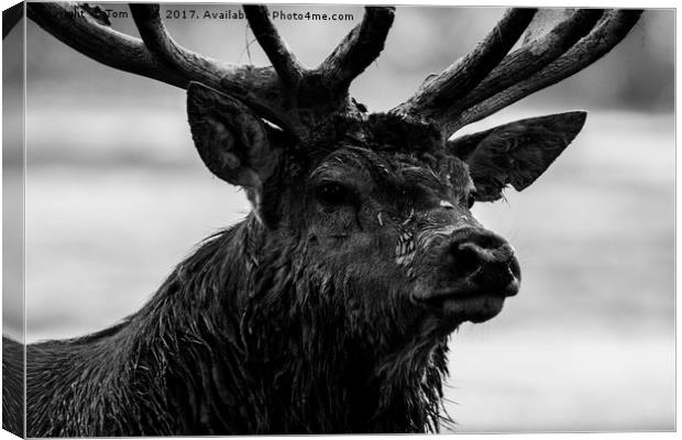 Portrait of a Stag Canvas Print by Tom Hard