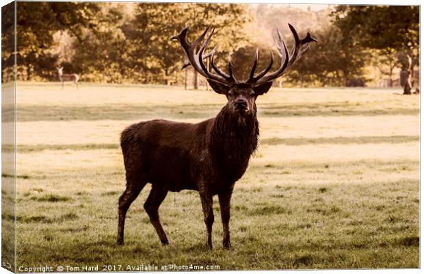 Morning Stag Canvas Print by Tom Hard