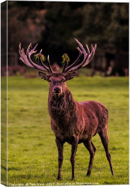 The Stag Canvas Print by Tom Hard