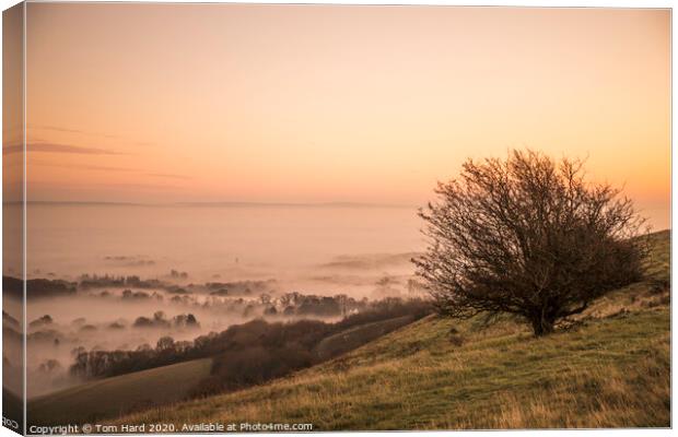 Misty Morning in Sussex Canvas Print by Tom Hard