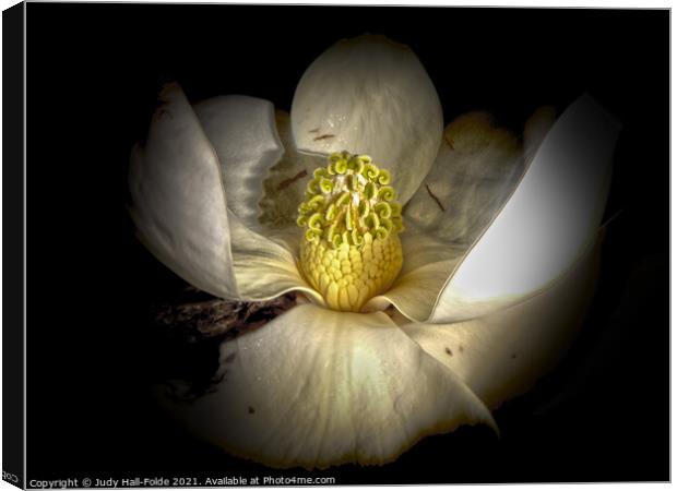 Center of the Magnolia Canvas Print by Judy Hall-Folde